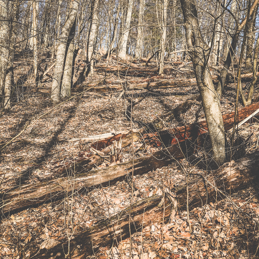 Downed trees on the mountain